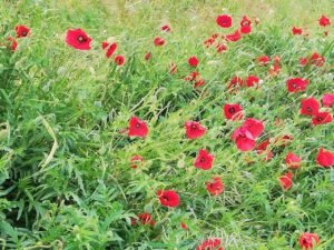 Poppies klaprozen